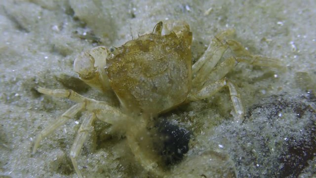 Grapsoid crab (Brachynotus sexdentatus) sits on a sandy bottom, and then leaves a frame, banished by a hermit crab.
