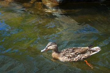 Duck with beautiful feathers floats on cool water in the summer day