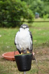 Sokół vs Jastrząb  © Iwona