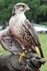 Sokół vs Jastrząb  © Iwona