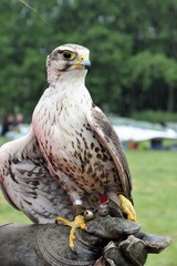 Sokół vs Jastrząb  © Iwona
