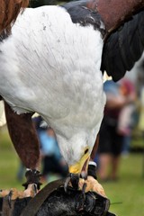 Ptaki drapieżne © Iwona