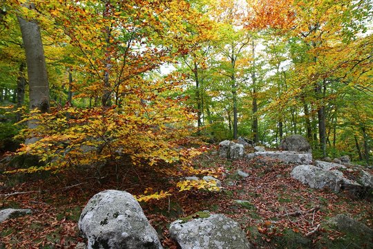 La Luz Y Los Colores De Los Bosques