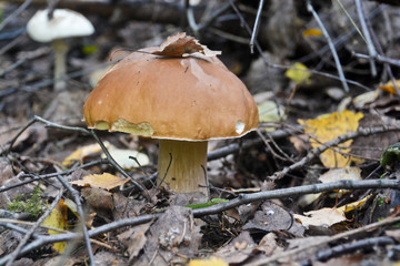 White fungus under the trees.