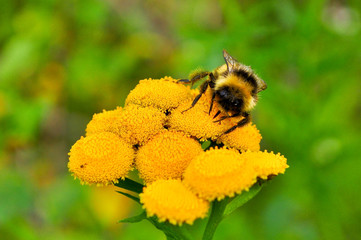 Bumblebee on a yellow flower.