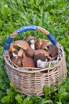Full basket of mushrooms. The result of the successful collection of edible mushrooms in autumn forest.
