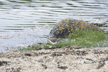 sandpiper