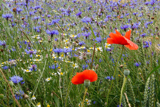Mohnblumen mit Kornblumen und Kamille
