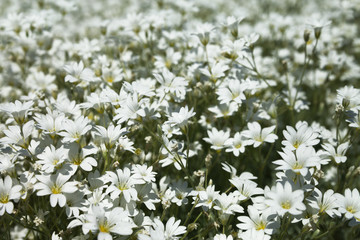 White flowers in a garden.