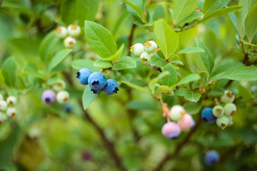 Blueberries on a bush in the garden. Different degrees of ripening berries.