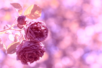 Obraz premium Roses vintage toning on a beautiful background with bokeh. Rose pink color. Selective focus