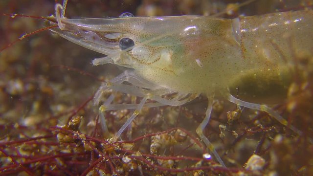 Baltic prawn (Palaemon adspersus) is looking for food among the seaweed, close-up.
