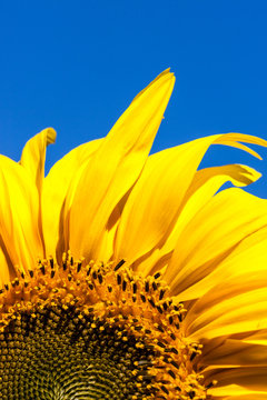 Sunflower with Blue Sky
