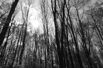 Obraz premium Sun sees through trees
