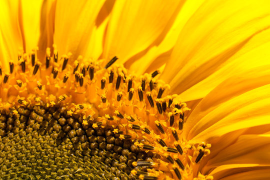 Close-up of a Sunflower