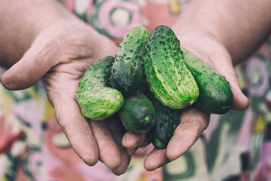 Fresh cucumbers in the hands of an elderly woman. Soft focus