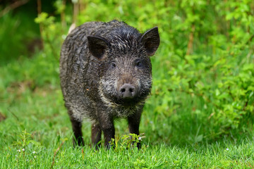 Wild boar in forest