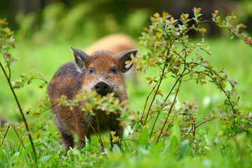 Wild boar in forest