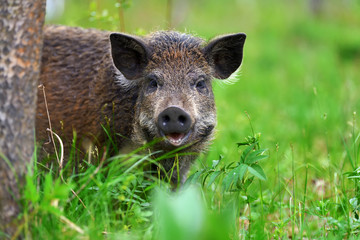 Fototapeta na wymiar Wild boar in forest