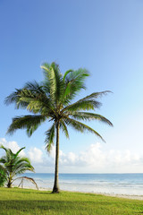 Obraz na płótnie Canvas Palm trees at the beach