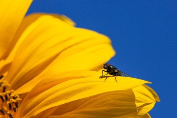 Fly on a Sunflower