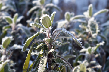 Close up of beautiful frosted sage plant (Salvia) in early spring with violet blurry background