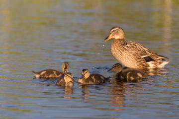 Ducklings on the lake