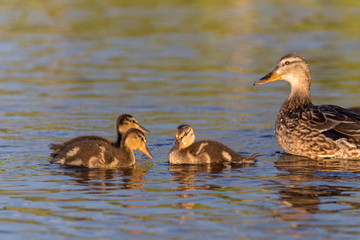 Ducklings on the lake
