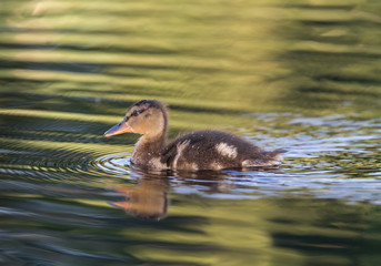 Ducklings on the lake