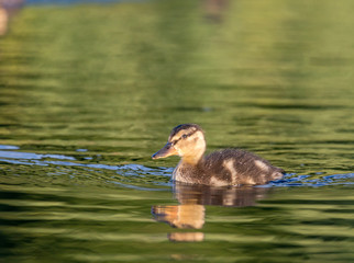 Ducklings on the lake