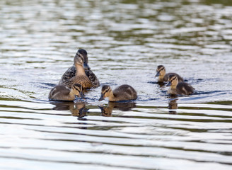 Ducklings on the lake