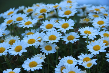 Daisy flowers