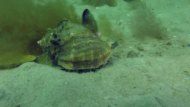 The predatory gastropod Veined Rapa Whelk (Rapana venosa) crawls along the sandy bottom against a background of seaweed, medium shot.

