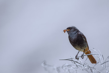 Rouge queue avec un insecte dans le bec 