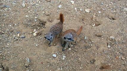 Erdmännchen Paar