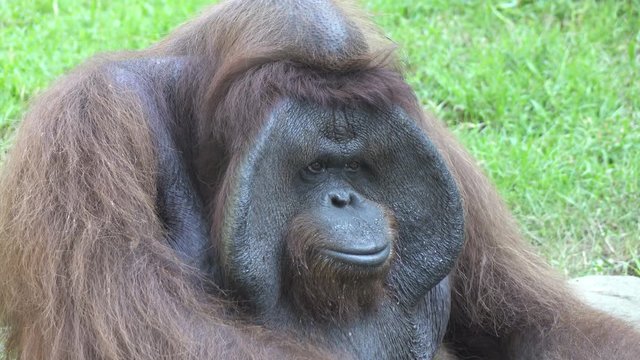 The orangutans also spelled orang-utan, orangutang, or orang-utang Classified in the genus Pongo