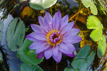 Water Lily