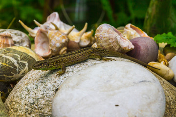 Lizard on a white stone.