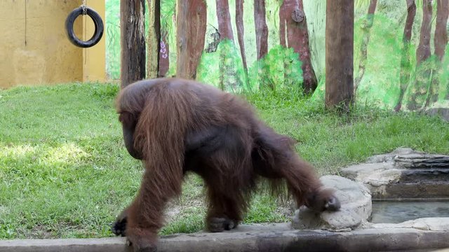 The orangutans also spelled orang-utan, orangutang, or orang-utang Classified in the genus Pongo