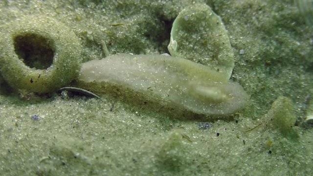 Sea flatworm (Planaria sp.) on a sandy bottom.
