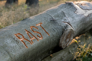 Fototapeta na wymiar eingeritzt in gefällten Baumstamm das Wort Rast als Einladung die Wanderung zu unterbrechen