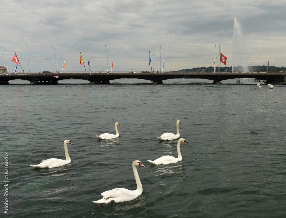 Wall mural swans on geneva lake and fountain (jet d'eau) at the background, geneva, switzerland