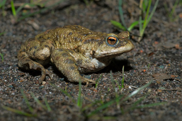 Common Toad (Bufo bufo)/Toad migrating to breeding pond