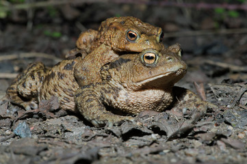 Common Toad (Bufo bufo)/Paired male and female Toads migrating to breeding pond