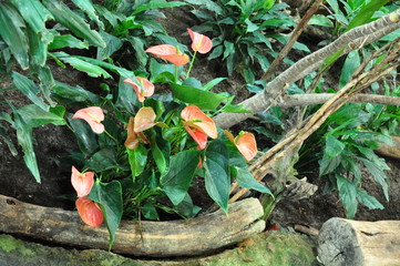 tropische Schönheit