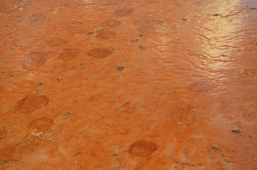 Yellowstone