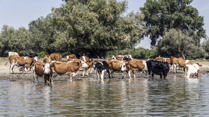 Herd of cows cooling in the river 