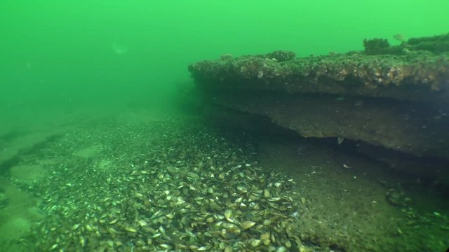Interesting underwater landscape: the camera moves along the winding limestone rocks.
