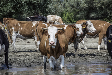 Herd of cows cooling in the river 
