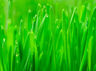 Fototapeta na wymiar Microgreens Growing Panoramic Dew on Wheatgrass Blades